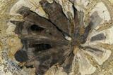 Rare, Petrified Wood (Hermanophyton) - Cortez, Colorado #114454-1